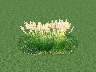 花草 花坛花草