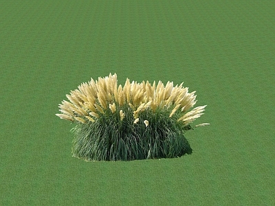 花草 花坛花草
