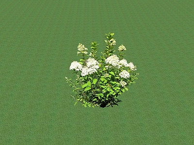 花草 花坛花草