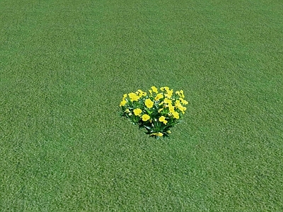 花草 花坛花草
