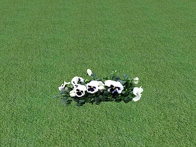 花草 花坛花草