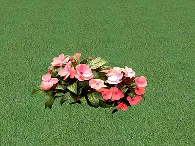 花草 花坛花草