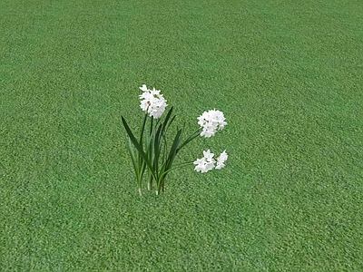 花草 花坛花草