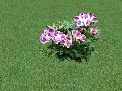 花草 花坛花草