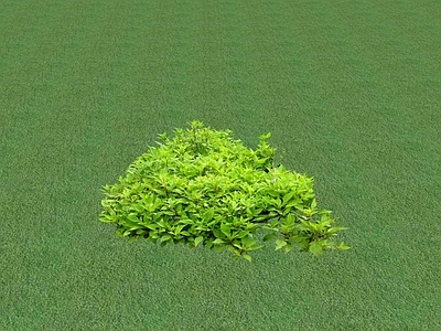 花草 花坛花草