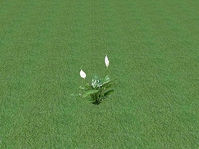 花草 花坛花草
