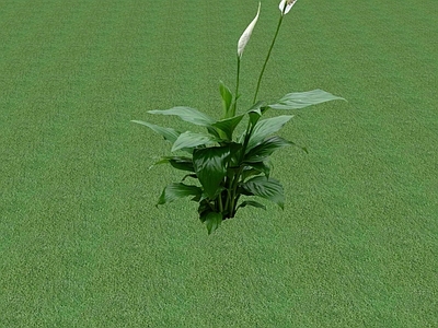 花草 花坛花草