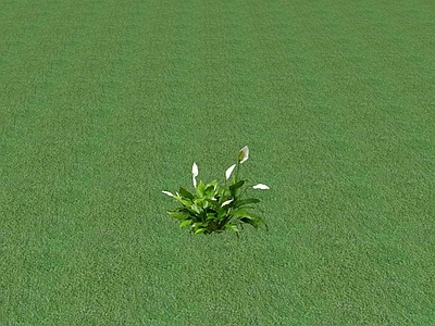 花草 花坛花草