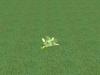 花草 花架花草