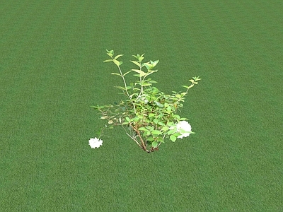 花草 花坛花草