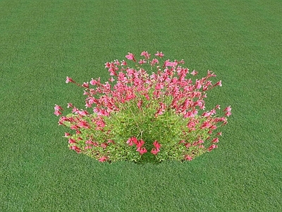 花草 花坛花草