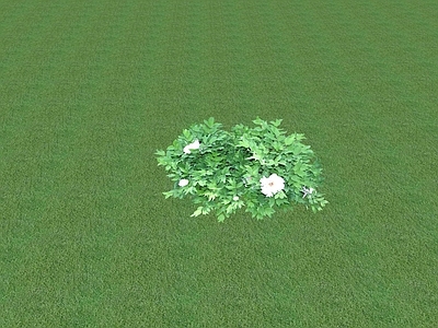 花草 花坛花草