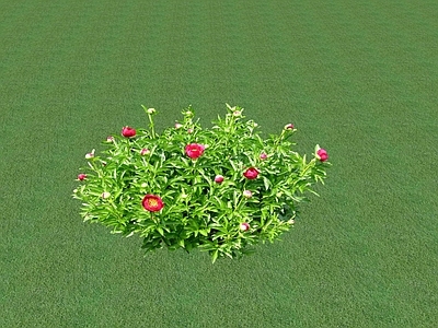 花草 花坛花草