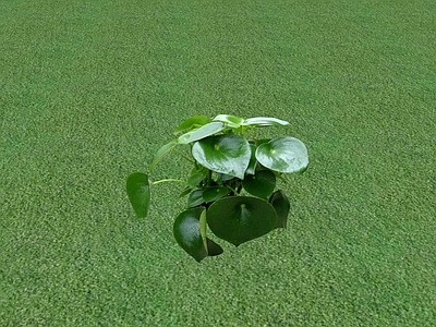 花草 花坛花草