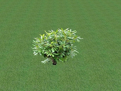花草 花坛花草