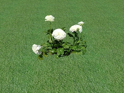 花草 花坛花草
