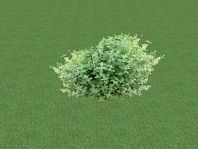 花草 花坛花草