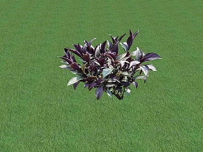 花草 花坛花草