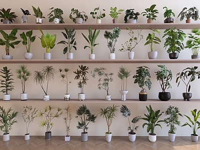 盆栽 绿植组合 室内植物