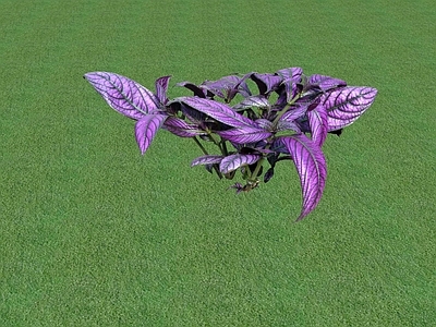 花草 花坛花草