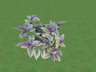 花草 花坛花草