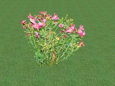 花草 草坪