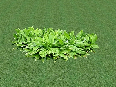 花草 花坛花草