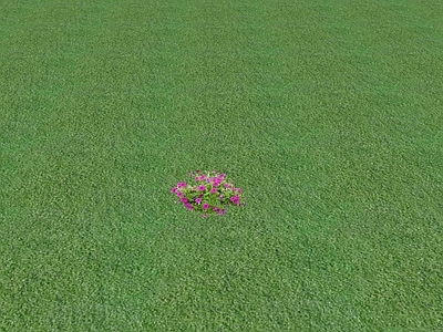 花草 花坛花草
