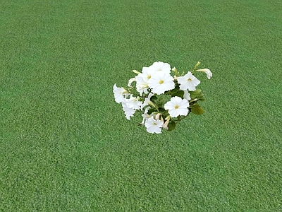 花草 花坛花草