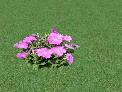 花草 花坛花草