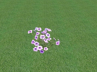 花草 花坛花草