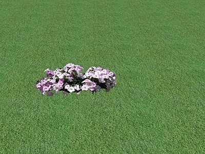 花草 花盆花钵 花坛花草