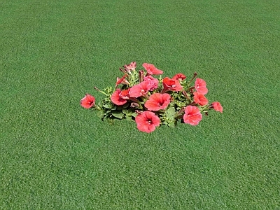 花草 花坛花草