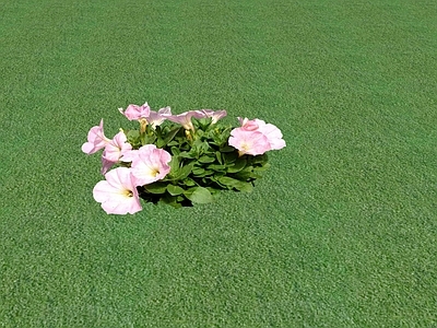 花草 花坛花草