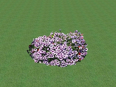 花草 花坛花草