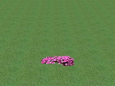 花草 花坛花草