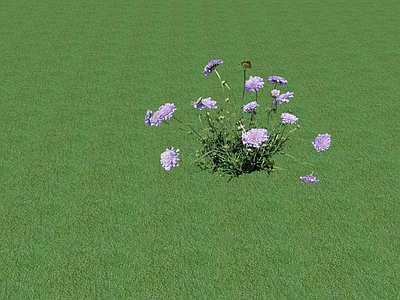 花草 花坛花草