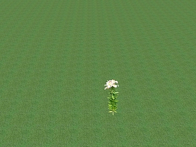 花草 花坛花草