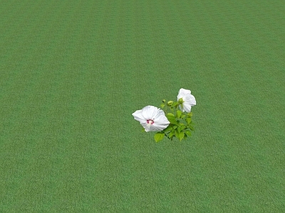 花草 花盆花钵