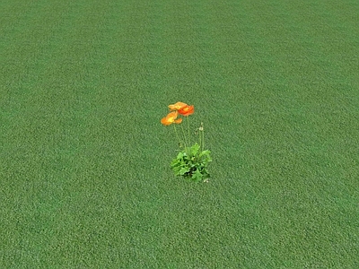 花草 花坛花草