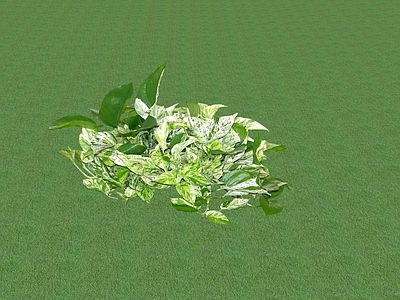 花草 花坛花草