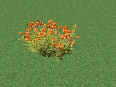 花草 花坛花草