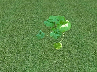 花草 花坛花草