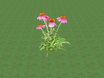 花草 花坛花草