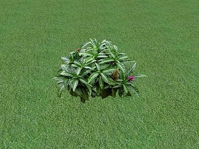 花草 花坛花草