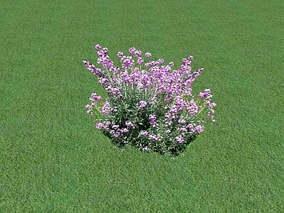 花草 花坛花草