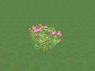 花草 花架花草