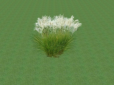 花草 花坛花草
