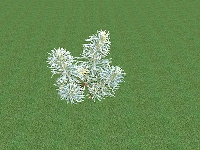 花草 花坛花草