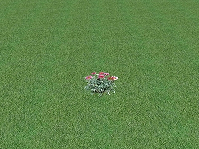 花草 花坛花草
